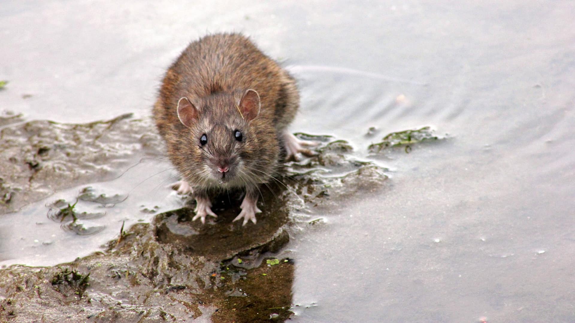 Bruine rat aan de waterkant, het dier dat we in Hollands Kroon bestrijden