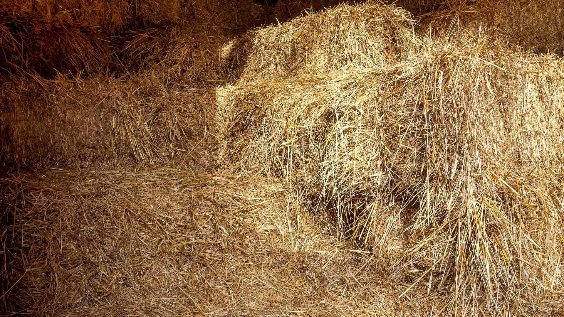Opgeslagen hooi in een schuur, voeropslag waar ratten graag schuilen