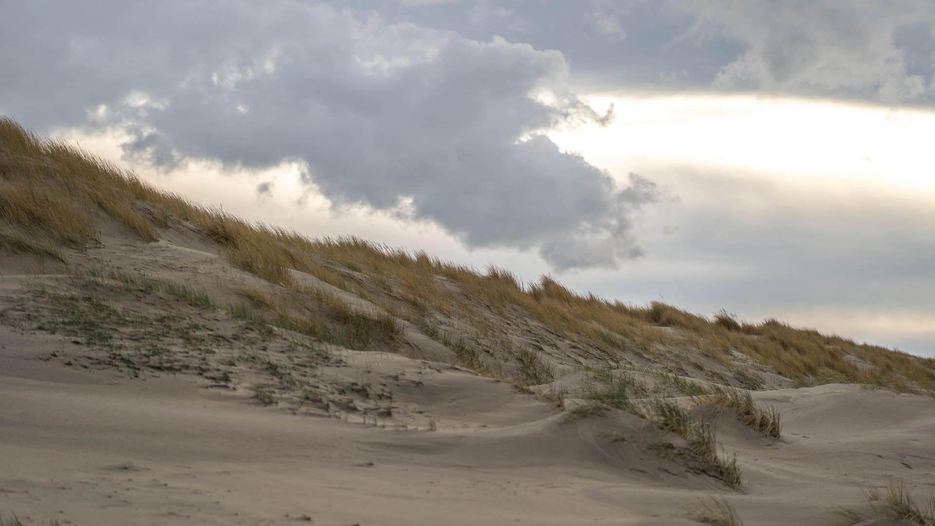 Duinlandschap met helmgras, zoals op Texel